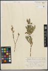 Foto von Salix purpurea L. x Salix repens L.